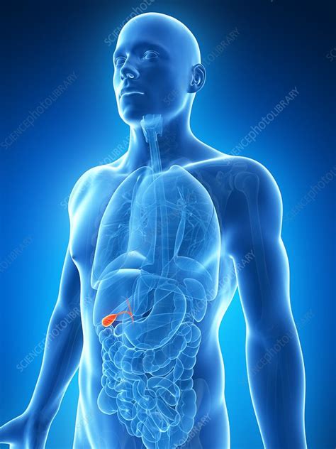 Human Gallbladder Illustration Stock Image F0107593 Science