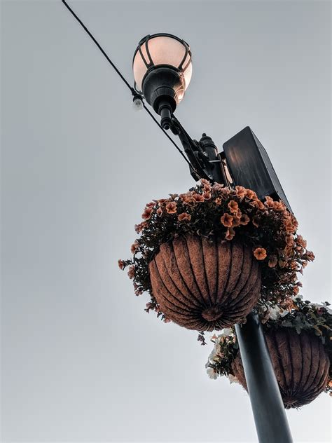 Orange Petaled Flowers Near Lamp Post Lamp Post Focus Photography Lamp