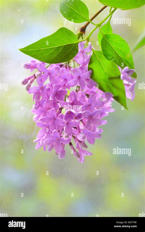 Macro Image Of Spring Lilac Violet Flowers Stock Photo Alamy