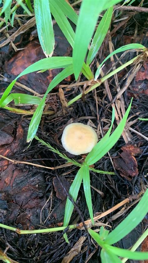 Mushroom Identification Help Any Magic Mushroom Hunting And