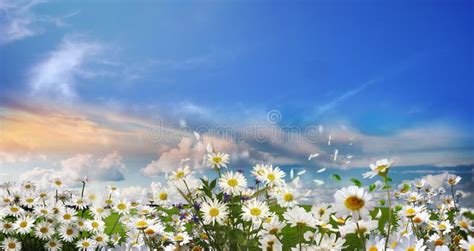 Wild Flowers On Field In Forest And Park Green Grass Chamomile Flowers