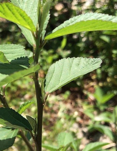 Weed With Woody Tough Stem Walter Reeves The Georgia Gardener