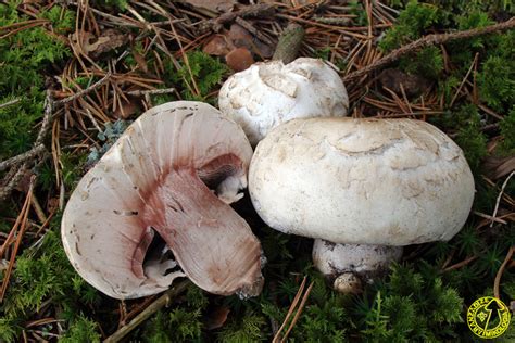 Шампиньон Бернарда Agaricus Bernardii фото и описание