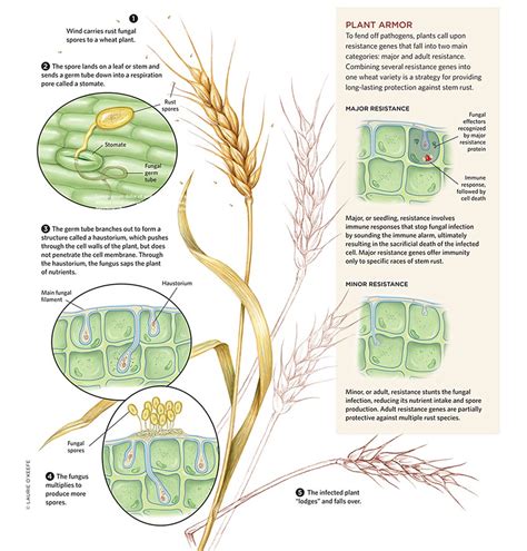 Stem Rust Wheat Assassin Illustration By Laurie Okeefe Medical
