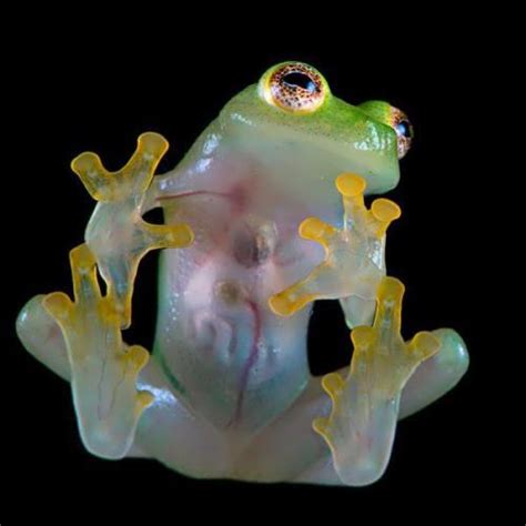 Glass Frog Wander Lord