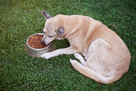 11 Best Large Breed Dog Food Picks In 2019 Canine Weekly