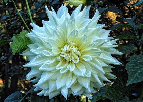 Creamy Dahlia Photograph By Lynn Hopwood Fine Art America