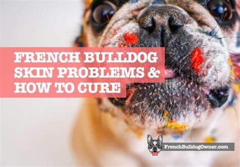French Bulldog Skin Problems Issues Allergies And Bumps How To Cure