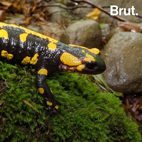The Chinese Salamander Is The Worlds Largest Amphibian Brut