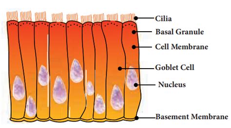 Briefly Explain The Structure And Function Of Ciliated Epithelium And