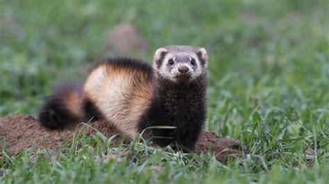 Suzys Animals Of The World Blog The Steppe Polecat