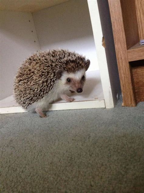 My 5 Month Old Hedgie Potato Hedgehog Pet Cute