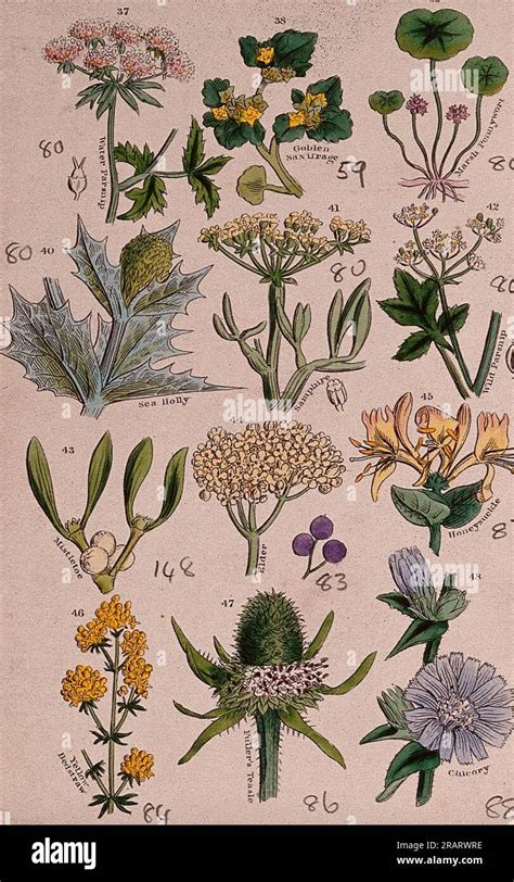 Twelve British Wild Flowers With Their Common Names Coloured Engraving