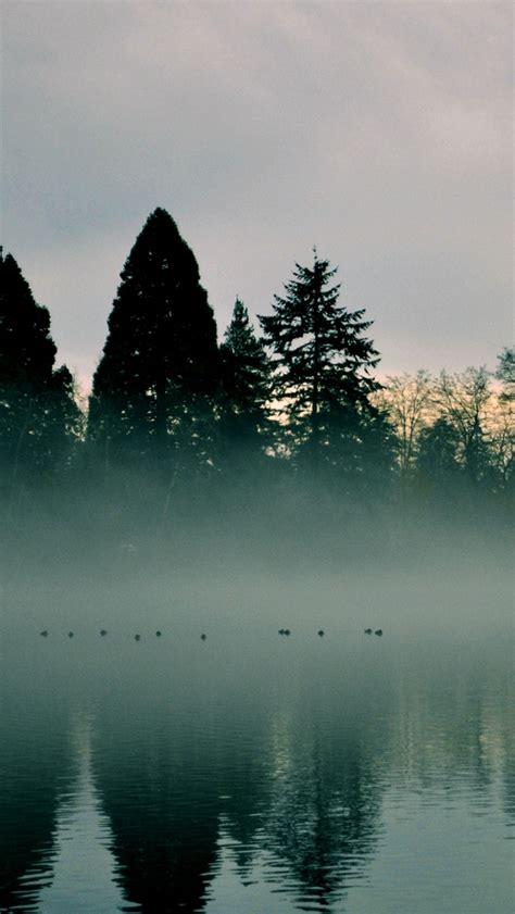 River Trees Fog Reflection Iphone Wallpapers Free Download