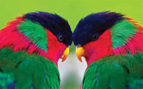 Download Collared Lory Animal Parrot Hd Wallpaper