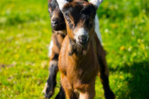 Baby Goats Running Stock Photos Pictures And Royalty Free Images Istock