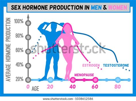 Sex Hormone Production Men Women Average Stock Vector Royalty Free