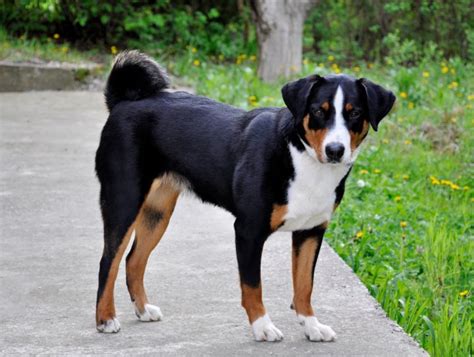 Appenzeller Sennenhund Hunderasse Mit Bild Info Temperament