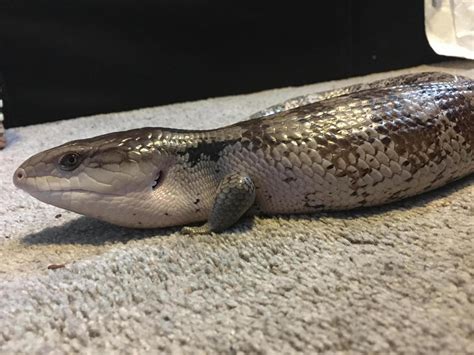 Adult Blue Tongue Skink Two Years Old Reptile Forums