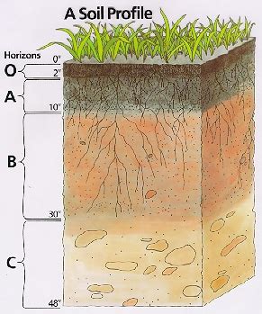 Soil formation deals with qualitative and quantitative aspects of soil formation (or pedogenesis) and the underlying chemical, biological, and physical processes. Republican Debate