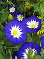 Convolvulus tricolor 'Blue Ensign' - Buy Online at Annie's Annuals