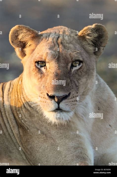 Female Lion Panthera Leo Africa Stock Photo Alamy