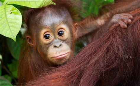 They are clinging to survival, and it's our duty to protect the trees in which they sleep and eat before we lose them forever. Orangutan Adoption Program - Ecogreen Holidays Sdn Bhd