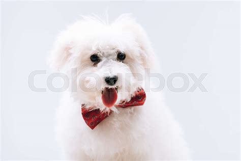 Havanese Dog With Red Bow Tie Sticking Out Tongue Isolated On Grey