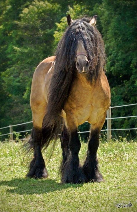 Gypsy vanner's are thought to be descended from a combination of shires, clydesdales, friesians, and dale ponies. Pin on Horses, Ponies & Donkeys (CLOSED)