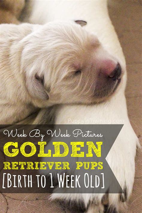 At one week old, puppies' eyes are still closed. Golden Retriever Puppy Growth Week By Week Pictures ...
