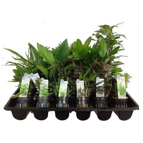 It is not needed and only looks dated. 20 Mixed Potted Aquarium Plants - Buy Plants for your ...