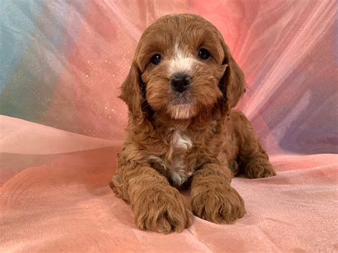 Dark Red Female Cockapoos For Sale White Markings Ia Mn Wi