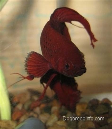 Kung fu pets walkthrough and guide. Betta Fresh Water Fish Information and Pictures