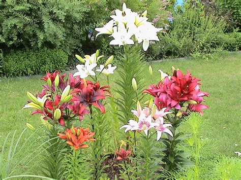 Lesen sie im gartenlexikon alles über die pflege von lilien. Pin auf Lilien (Lilium)