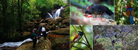 Sinharaja Forest Reserve Sri Lanka Trekking In Sinharaja Rain Forest