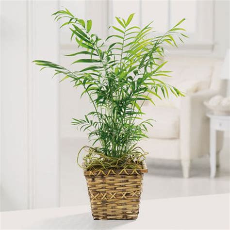 As a family owned professional florist, avas flowers® offers same day flowers for nashua and throughout hillsborough county. Paradise Palm Nashua Florist - Flowers Nashua - Nashua ...