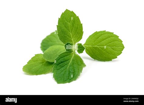 Mint Leaf Isolated Over White Background Stock Photo Alamy