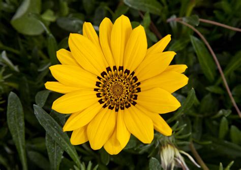 Flower With Yellow Petals And A Distinctive Black Center Clippix Etc