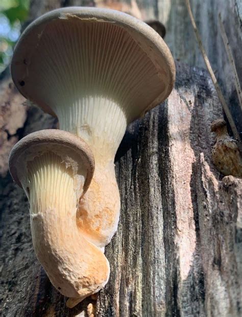 Veiled Oyster Mushroom Identification Foraging And Cooking