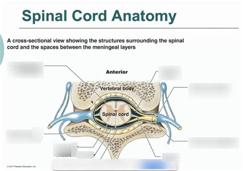 Chapter 13 Spinal Cord And Spinal Nerves Not Including The Brain And