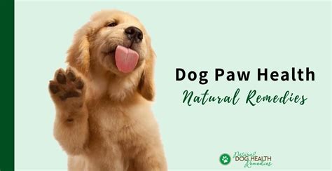 Dog Paw Health Treating Paw Injuries