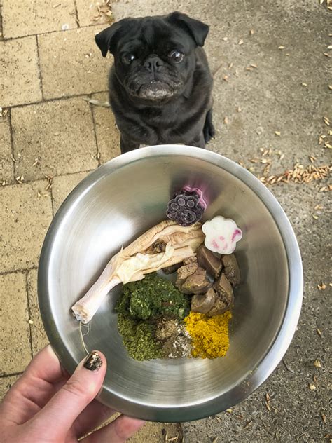 Pugs can be prone to becoming overweight or obese at all stages of their life and this is true when. Raw Feeding for Pugs: How Much to Feed - The Pug Diary