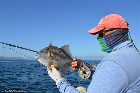 Triggerfish Loreto Fly Fishing Guide