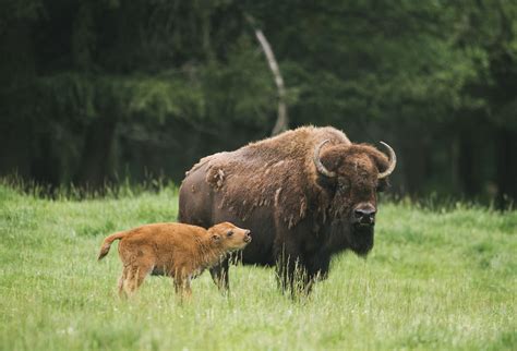 Insiders Guide To Northwest Trek Parentmap Wildlife Park Insider