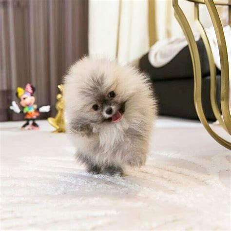 The 16 Cutest Pomeranians Currently Online Page 3 Of 6 The Dogman