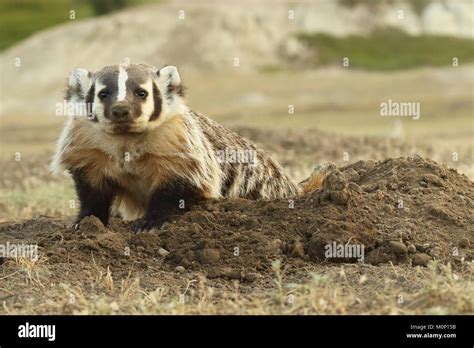 Badger Digging Hi Res Stock Photography And Images Alamy