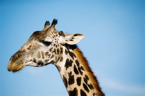 Counting Endangered Giraffe From Space Save Giraffes Now