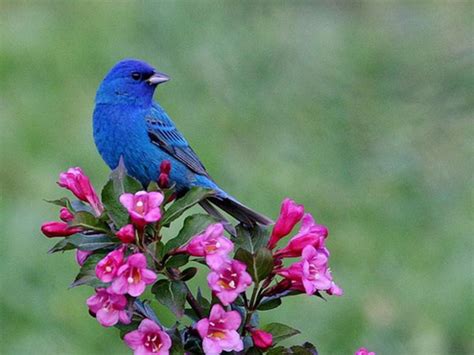 10 Blue Wallpaper With Birds Pictures