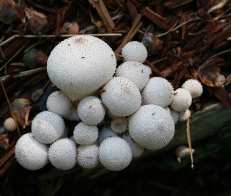 Lycoperdon Perlatum Gem Studded Puffball