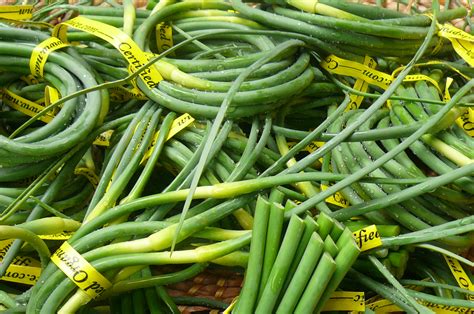 Garlic Scapes Recipes From Nashs Organic Produce